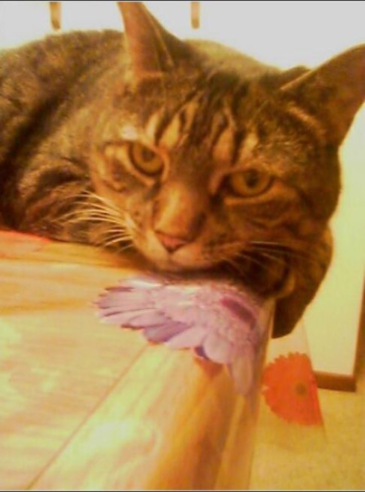 Picture of a cat / kitten / feline