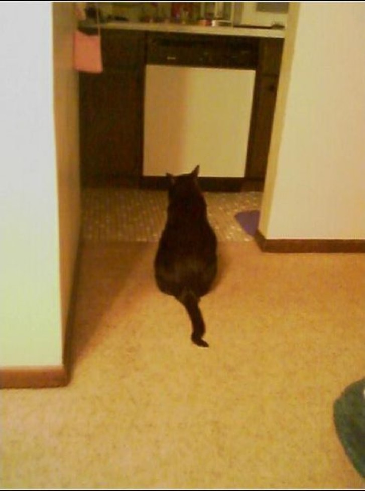 Picture of a cat / kitten / feline