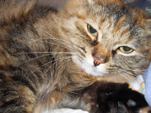 Picture of a cat / kitten / feline