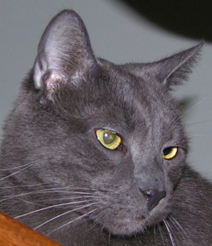 Picture of a cat / kitten / feline