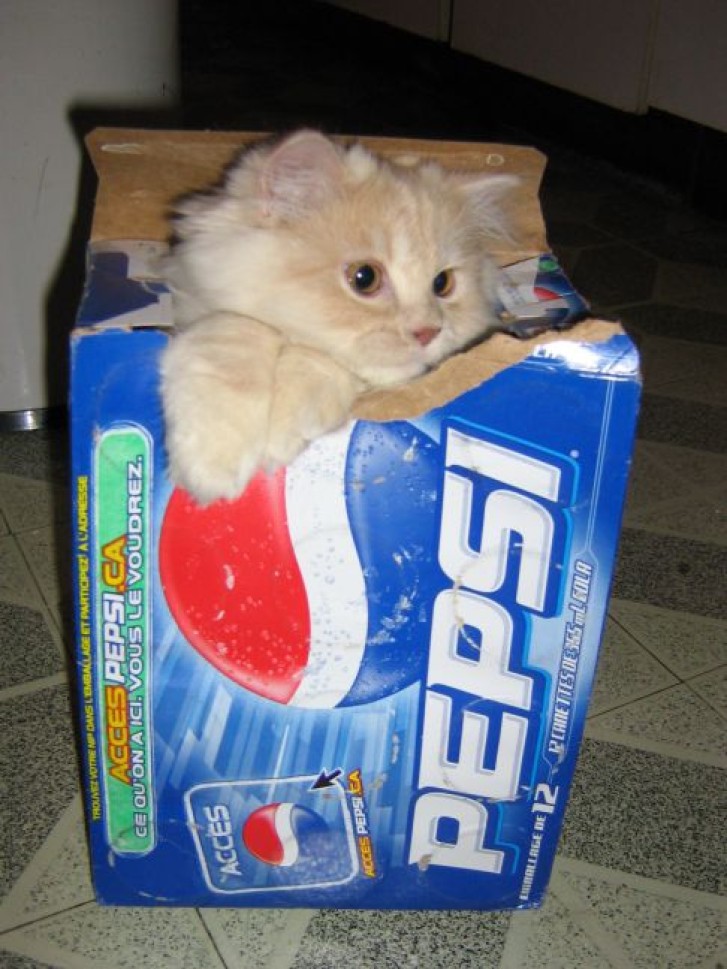 Picture of a cat / kitten / feline