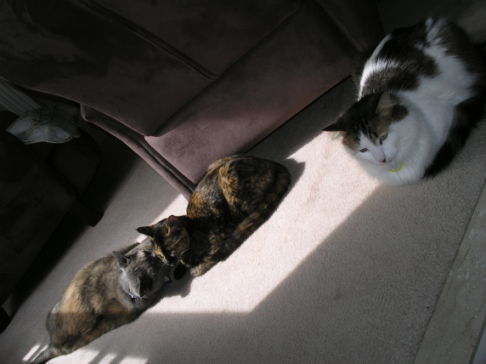 Picture of a cat / kitten / feline