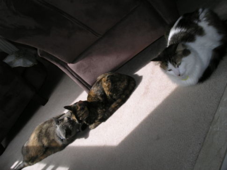 Picture of a cat / kitten / feline