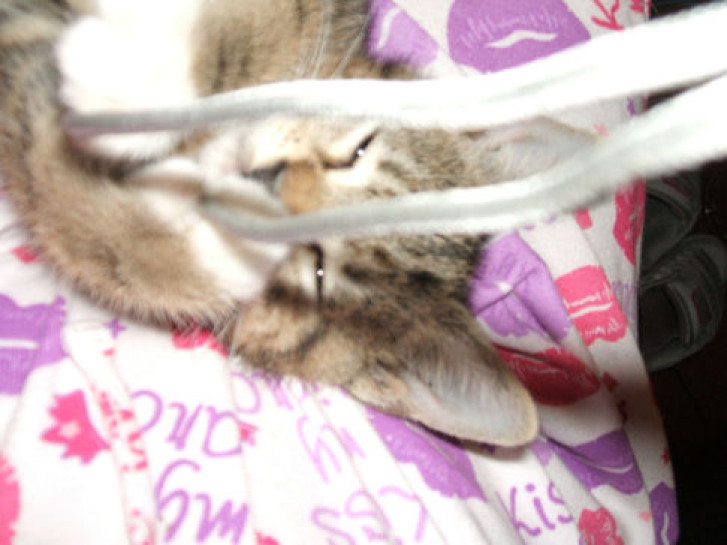 Picture of a cat / kitten / feline