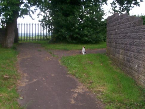 Picture of a cat / kitten / feline