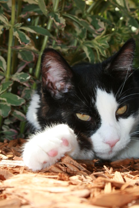 Picture of a cat / kitten / feline