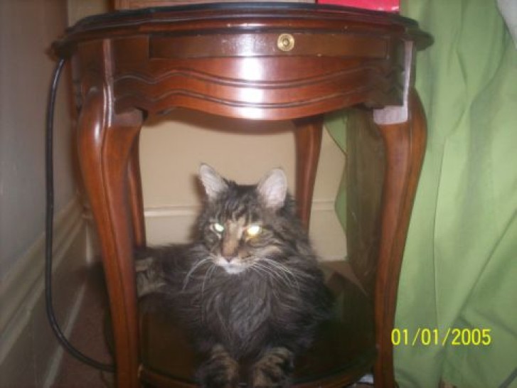 Picture of a cat / kitten / feline