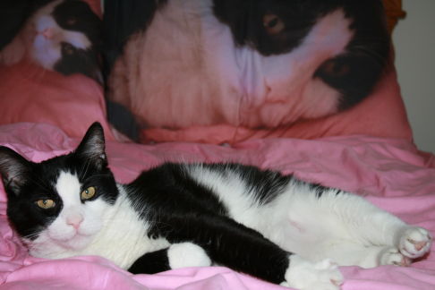 Picture of a cat / kitten / feline