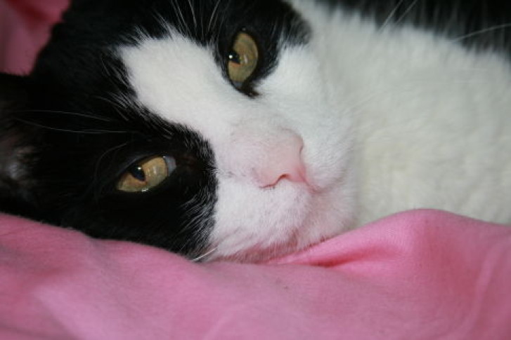 Picture of a cat / kitten / feline