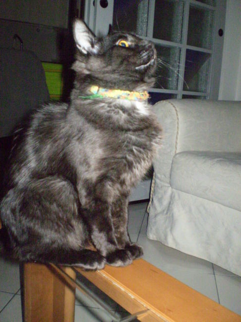 Picture of a cat / kitten / feline