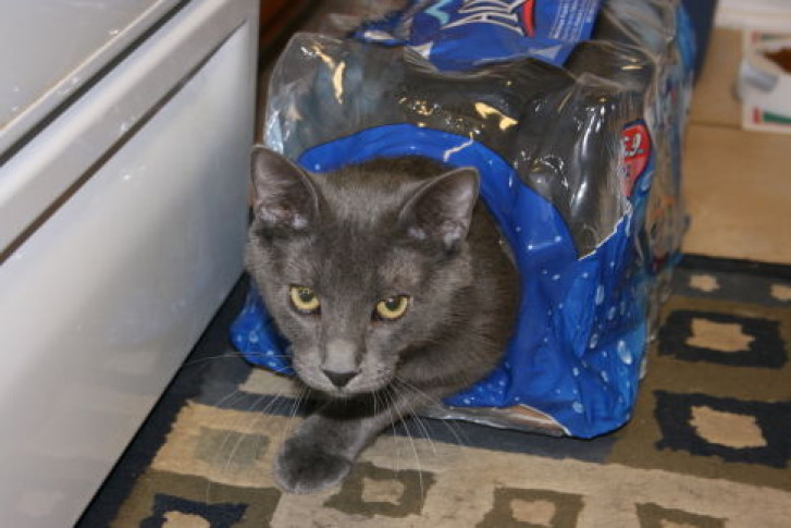 Picture of a cat / kitten / feline