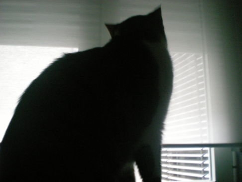 Picture of a cat / kitten / feline