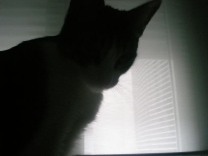 Picture of a cat / kitten / feline