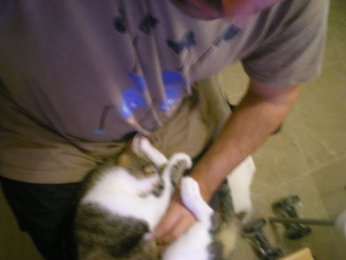 Picture of a cat / kitten / feline