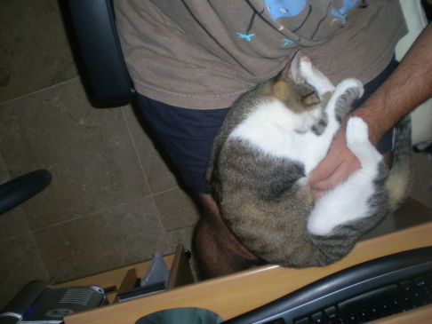 Picture of a cat / kitten / feline