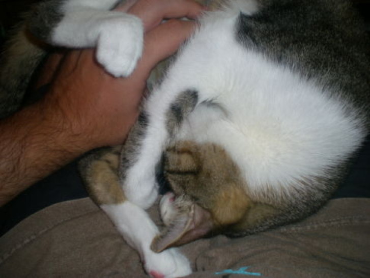 Picture of a cat / kitten / feline