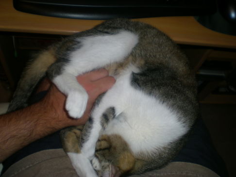 Picture of a cat / kitten / feline