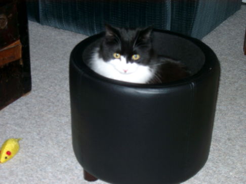 Picture of a cat / kitten / feline