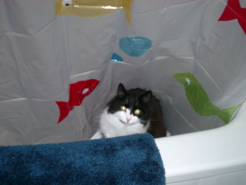 Picture of a cat / kitten / feline