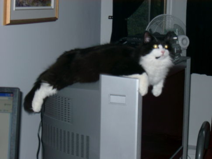 Picture of a cat / kitten / feline