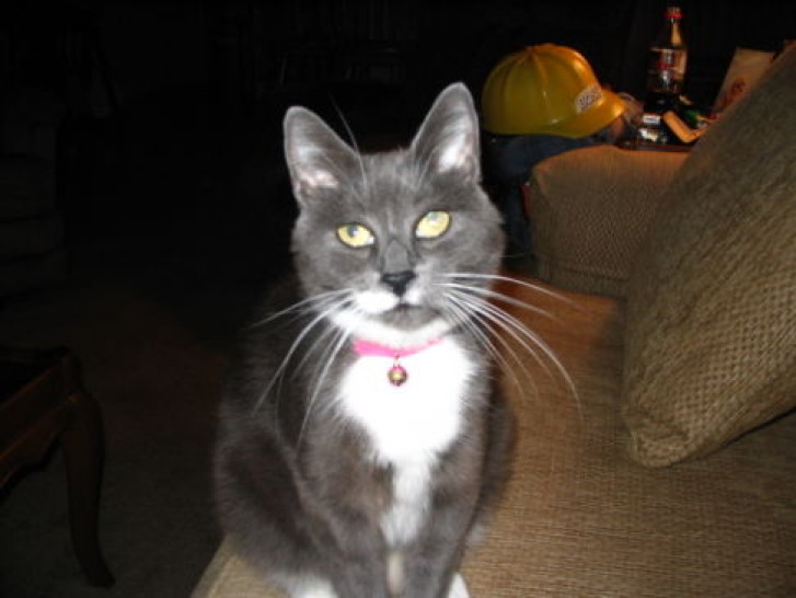 Picture of a cat / kitten / feline