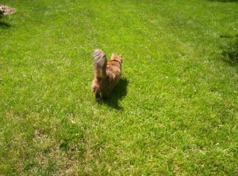 Picture of a cat / kitten / feline