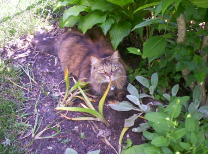 Picture of a cat / kitten / feline