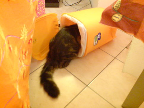 Picture of a cat / kitten / feline