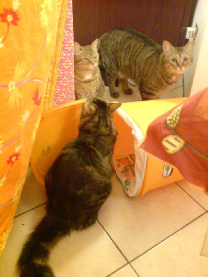 Picture of a cat / kitten / feline