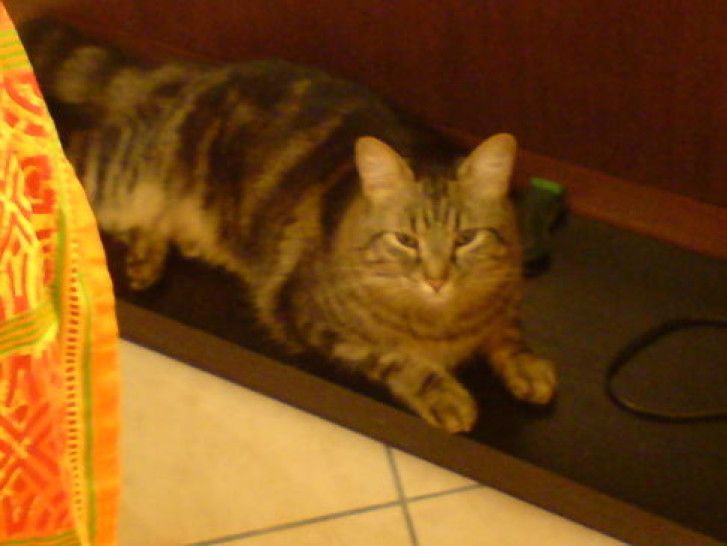 Picture of a cat / kitten / feline