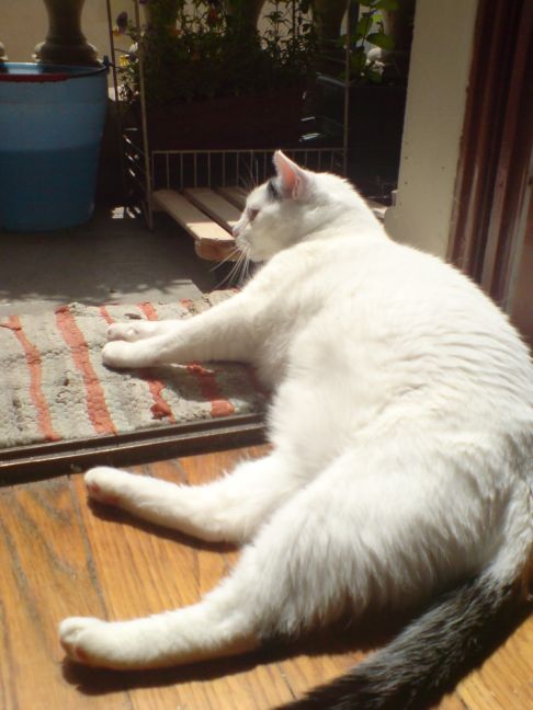 Picture of a cat / kitten / feline