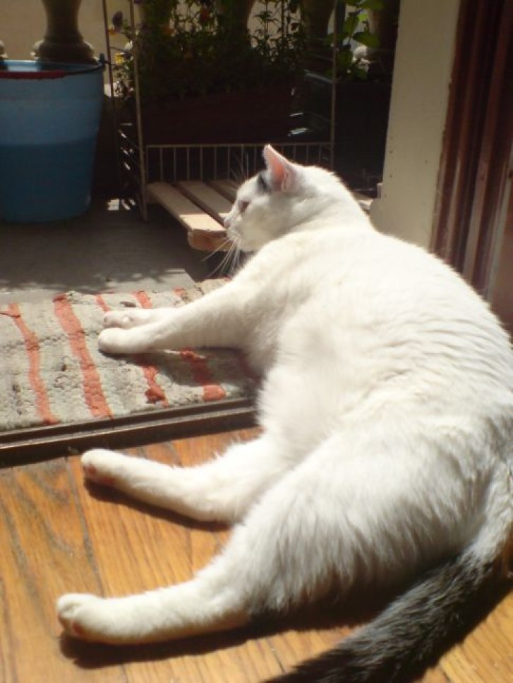 Picture of a cat / kitten / feline