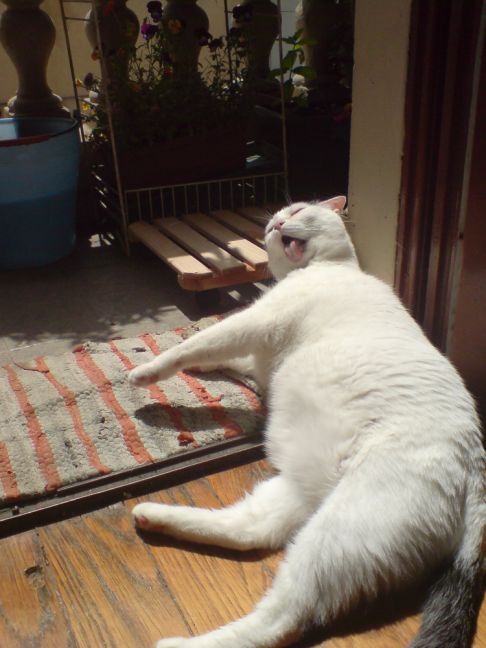 Picture of a cat / kitten / feline