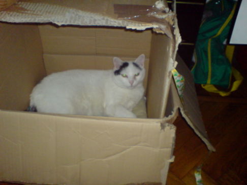 Picture of a cat / kitten / feline