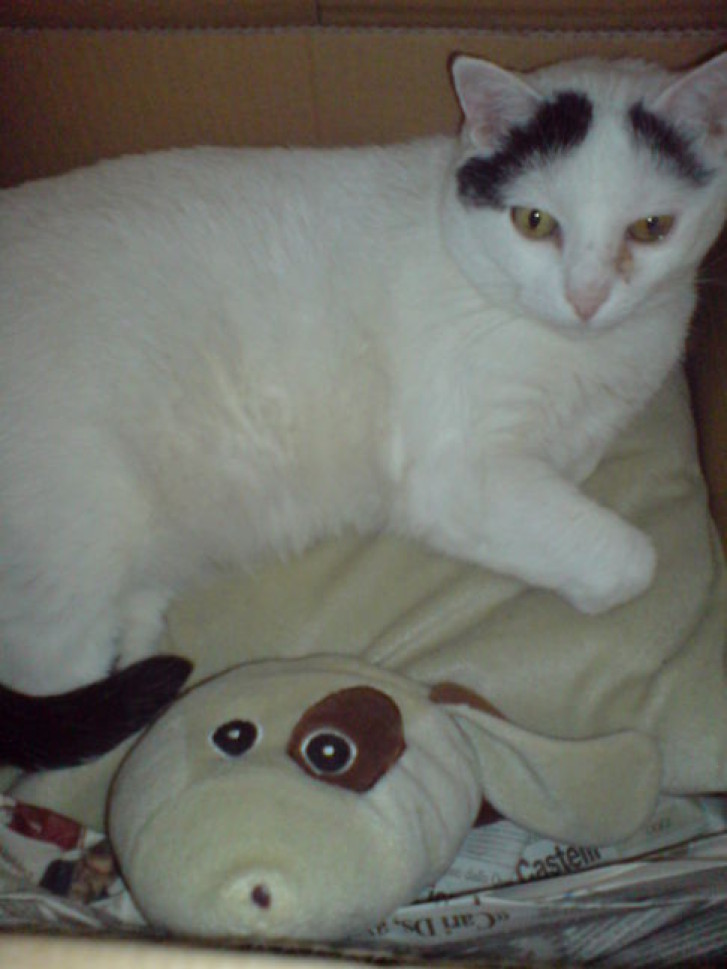 Picture of a cat / kitten / feline