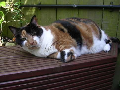 Picture of a cat / kitten / feline