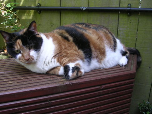 Picture of a cat / kitten / feline