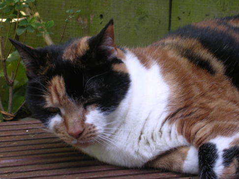 Picture of a cat / kitten / feline