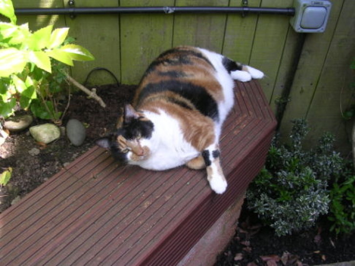 Picture of a cat / kitten / feline