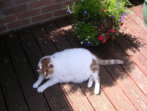 Picture of a cat / kitten / feline