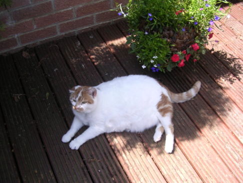 Picture of a cat / kitten / feline