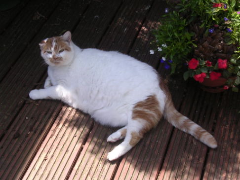 Picture of a cat / kitten / feline