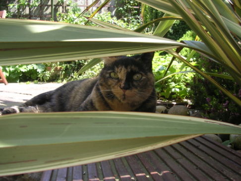 Picture of a cat / kitten / feline