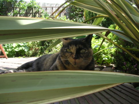 Picture of a cat / kitten / feline