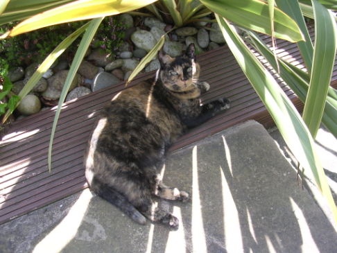 Picture of a cat / kitten / feline