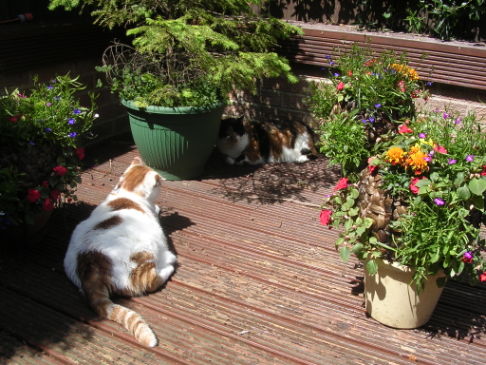 Picture of a cat / kitten / feline