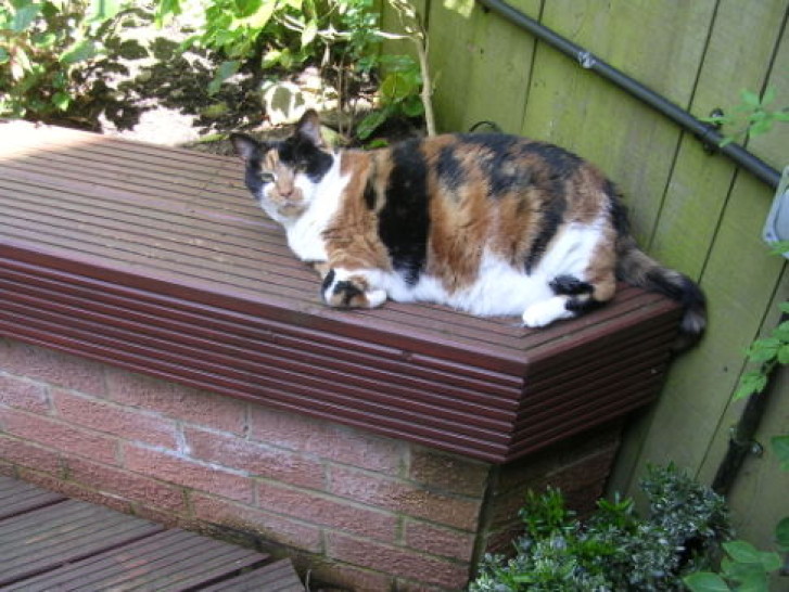 Picture of a cat / kitten / feline