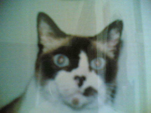 Picture of a cat / kitten / feline