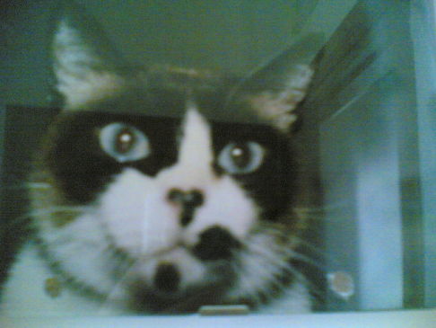 Picture of a cat / kitten / feline