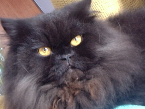 Picture of a cat / kitten / feline